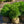 Load image into Gallery viewer, Varder Valley Boxwood
