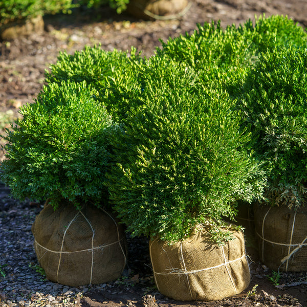 Varder Valley Boxwood