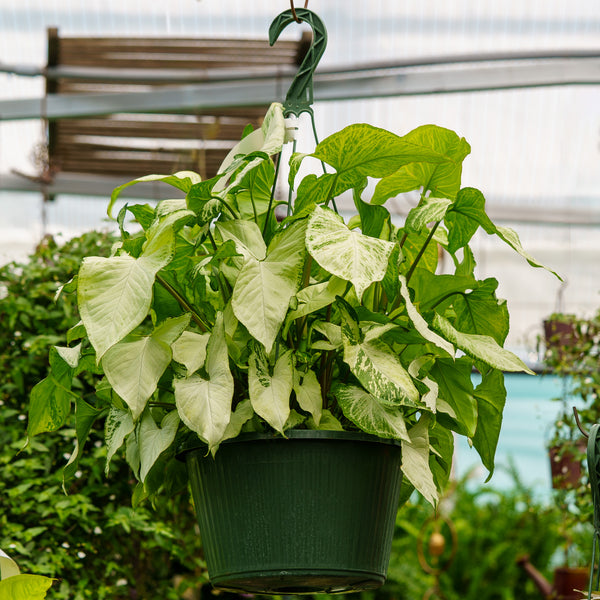 Arrowhead Plant Hanging Basket