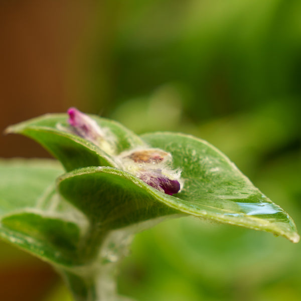 Variegated Cobweb Spiderwort