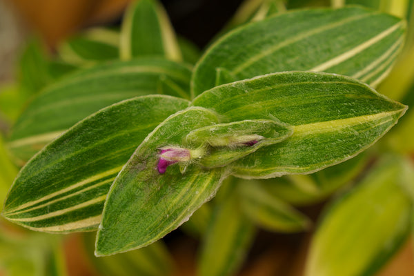 Variegated Cobweb Spiderwort