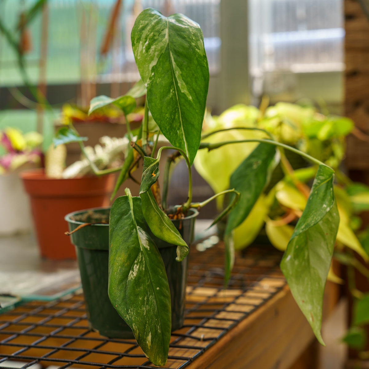 dragon's tail pothos Variegated Dragon Tail Plant – Plant Detectives