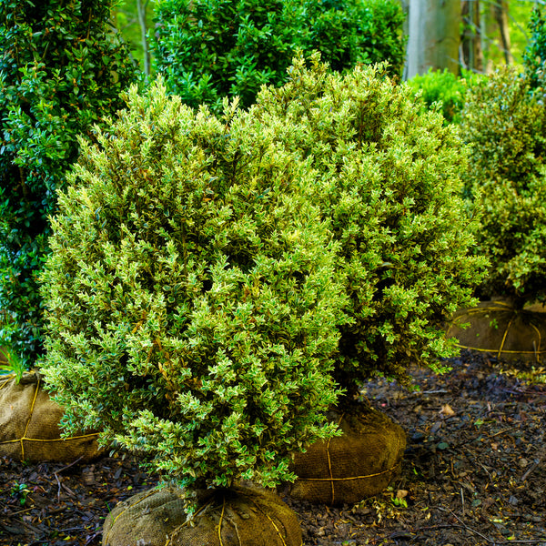 Variegated English Boxwood - Boxwood - Shrubs