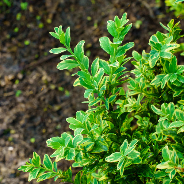 Variegated English Boxwood - Boxwood - Shrubs