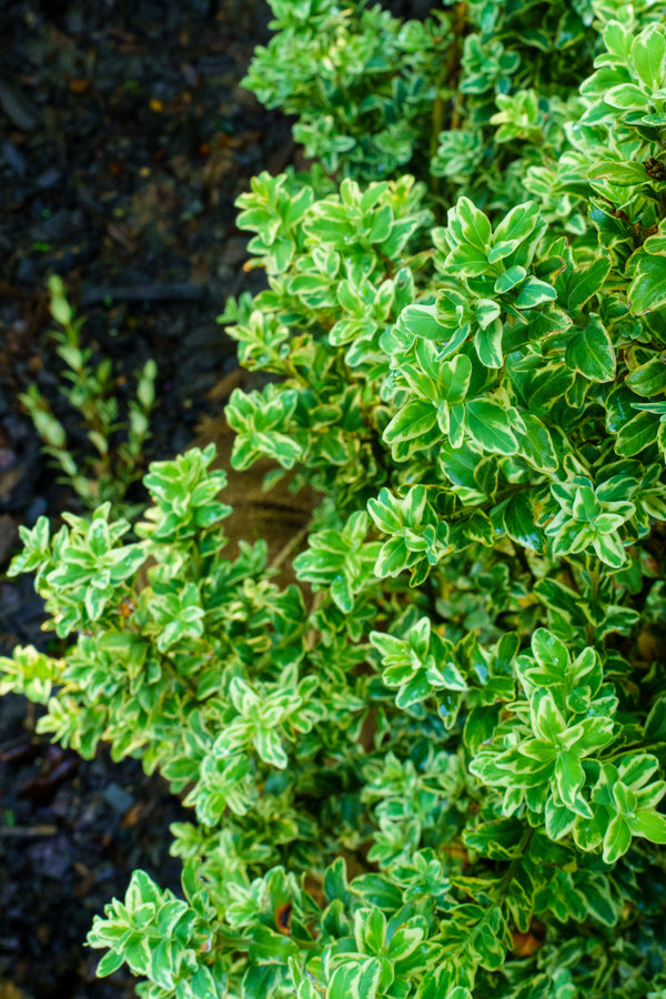 Variegated English Boxwood - Boxwood - Shrubs