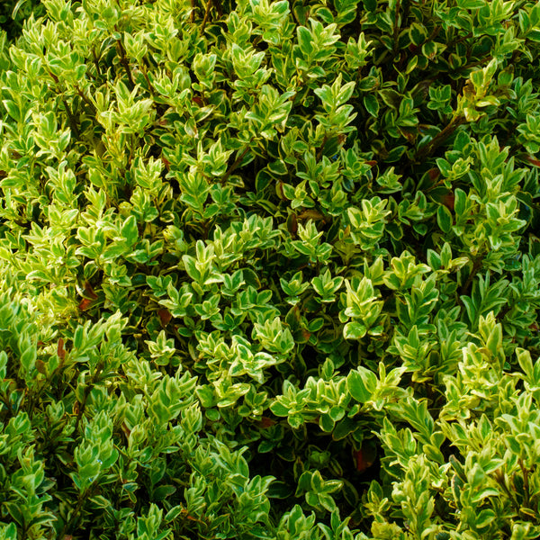 Variegated English Boxwood - Boxwood - Shrubs