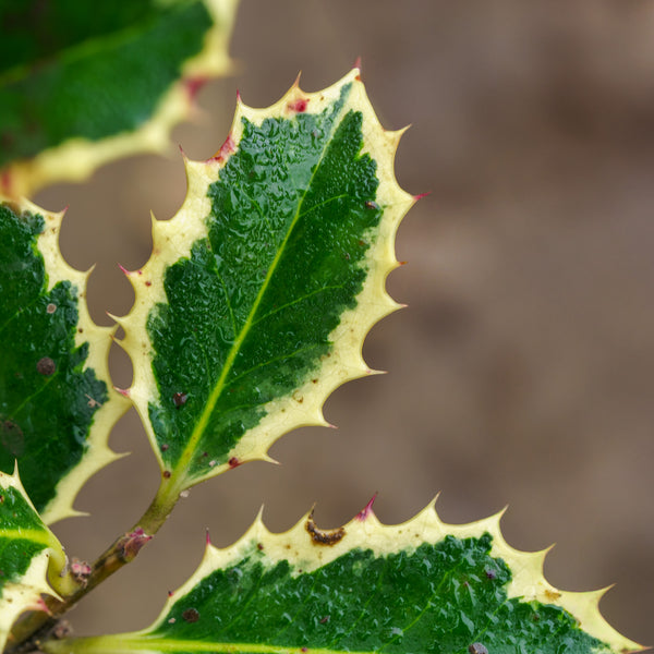 Variegated English Holly