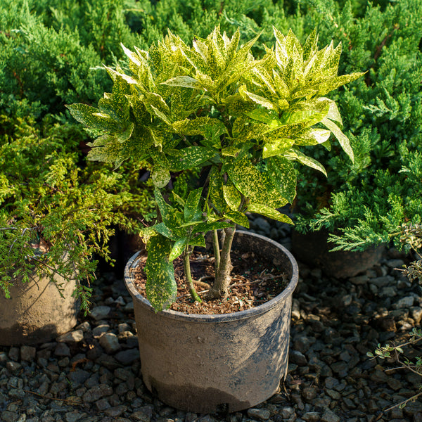 Variegated Gold Dust Aucuba