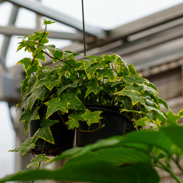 Variegated Ivy - Ivy - Houseplants