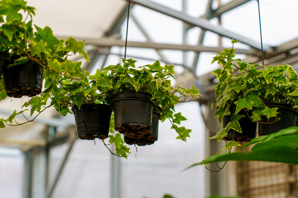 Variegated Ivy - Ivy - Houseplants