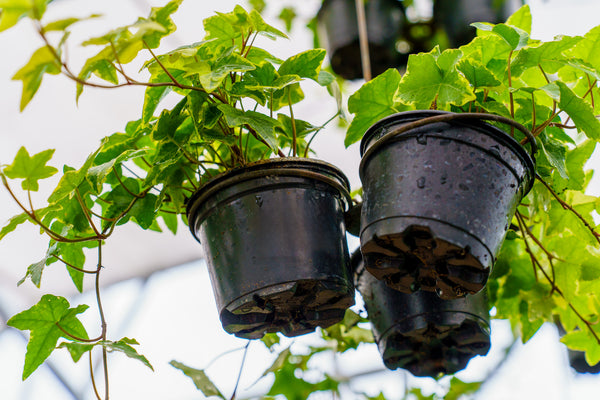 Variegated Ivy - Ivy - Houseplants