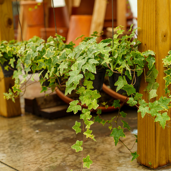 Variegated Ivy