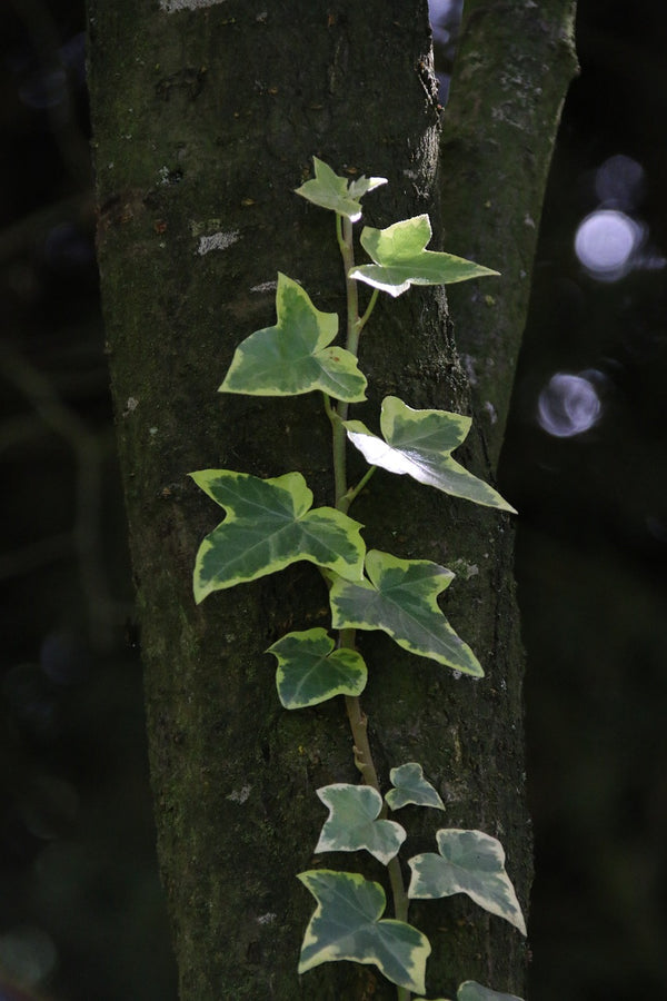 Variegated Ivy