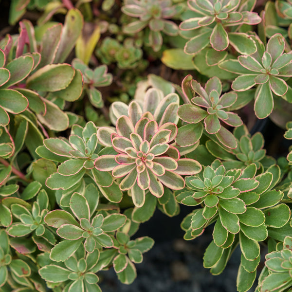 stonecrop succulent Variegated Kamchatka Stonecrop – Plant Detectives