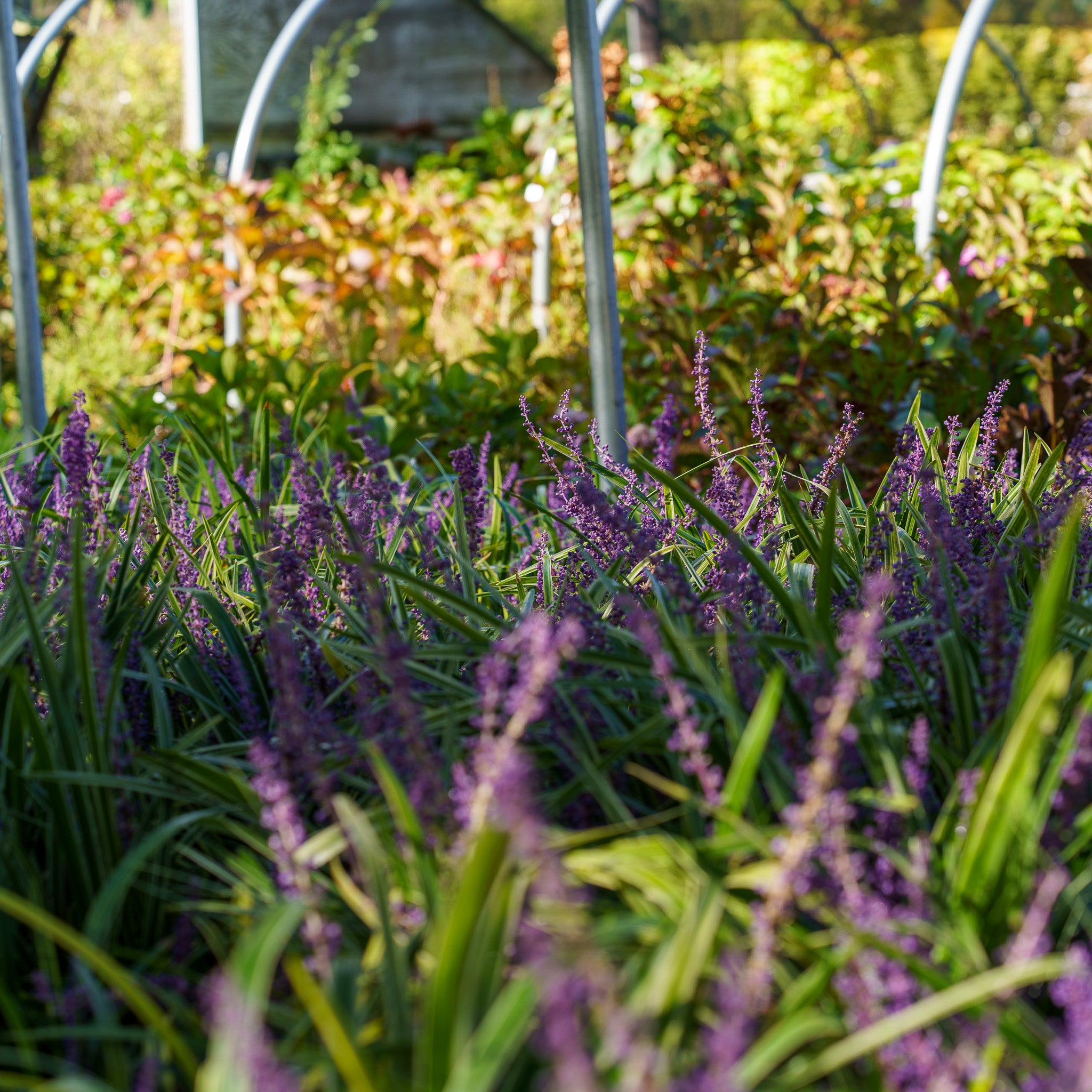 Variegated Lilyturf – Plant Detectives