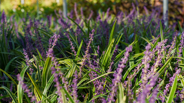 Variegated Lilyturf