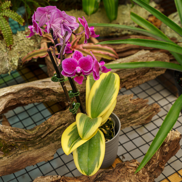 Variegated Phalaenopsis Orchid