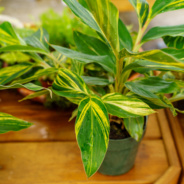 Variegated Shell Ginger