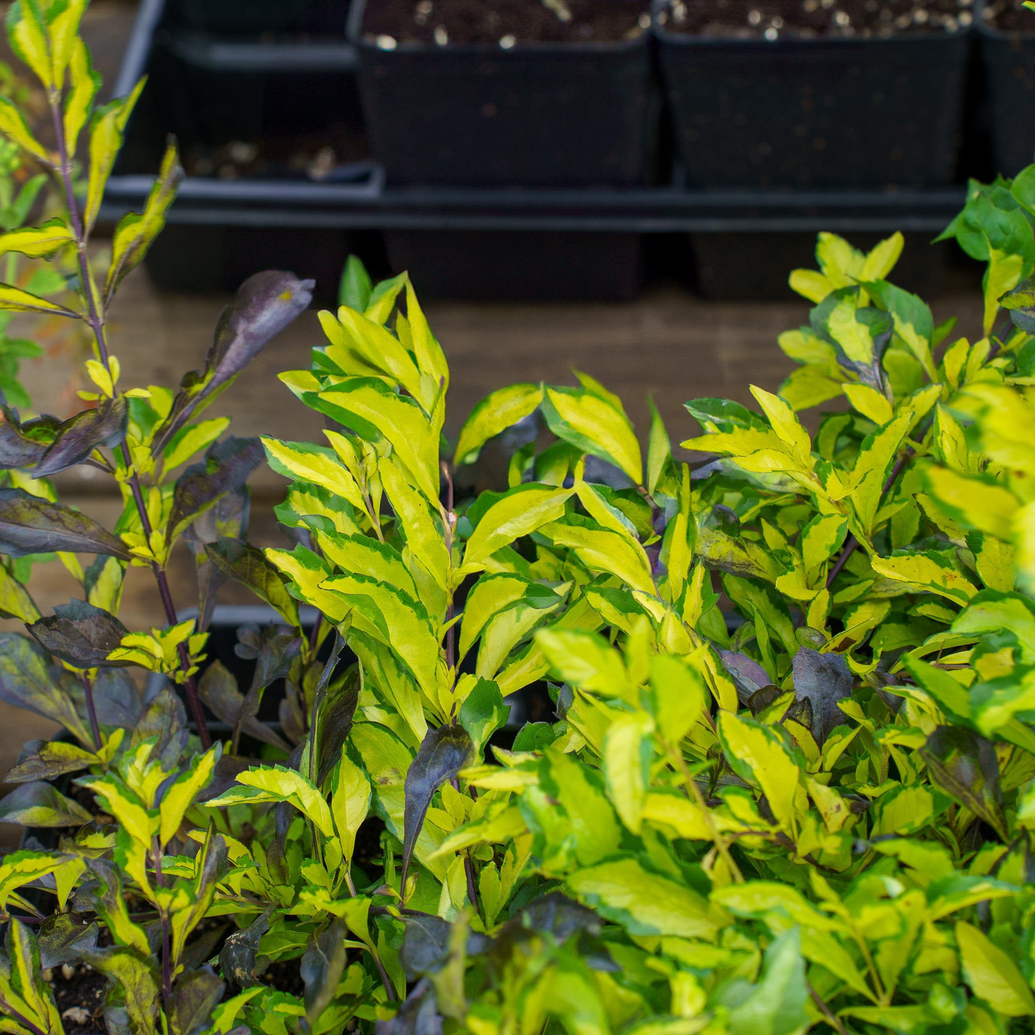 Variegated Skyflower – Plant Detectives