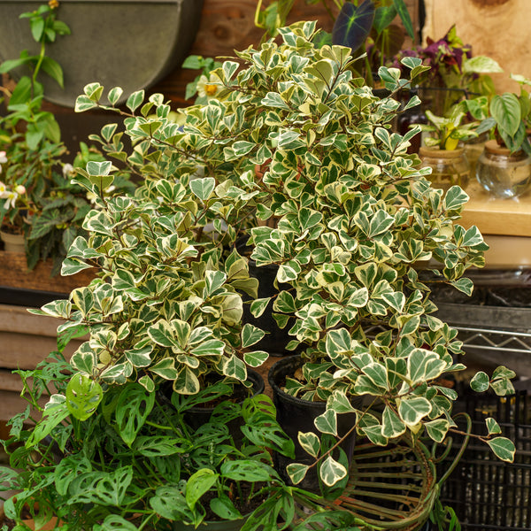 Variegated Triangle Fig