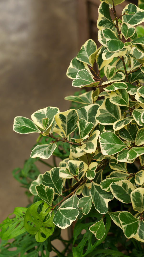 Variegated Triangle Fig