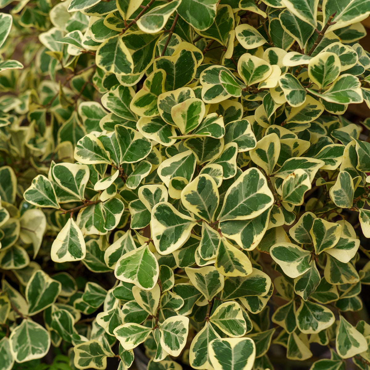 Variegated Triangle Fig – Plant Detectives