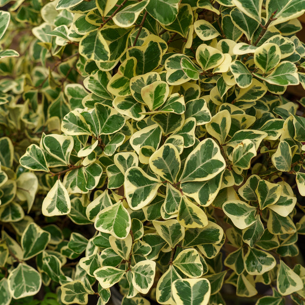 Variegated Triangle Fig