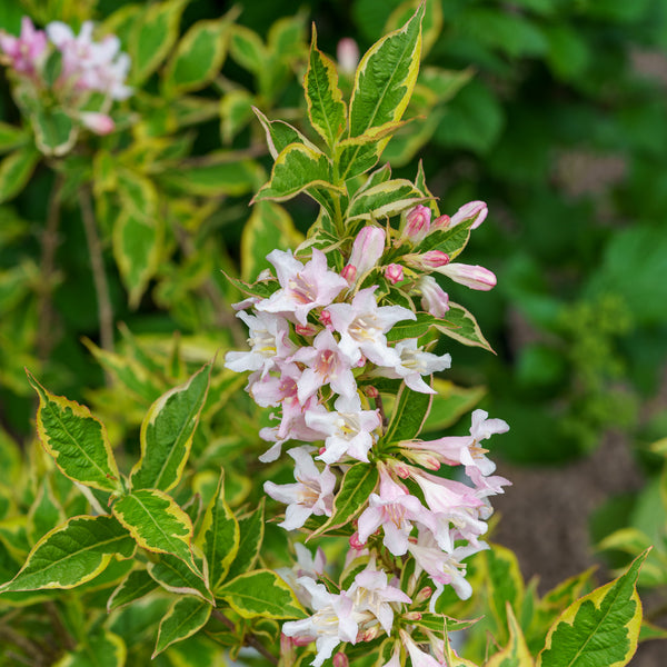 Varigated Weigela - Weigela - Shrubs