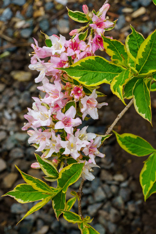 Varigated Weigela - Weigela - Shrubs