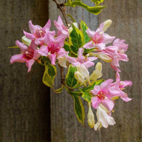 Varigated Weigela - Weigela - Shrubs