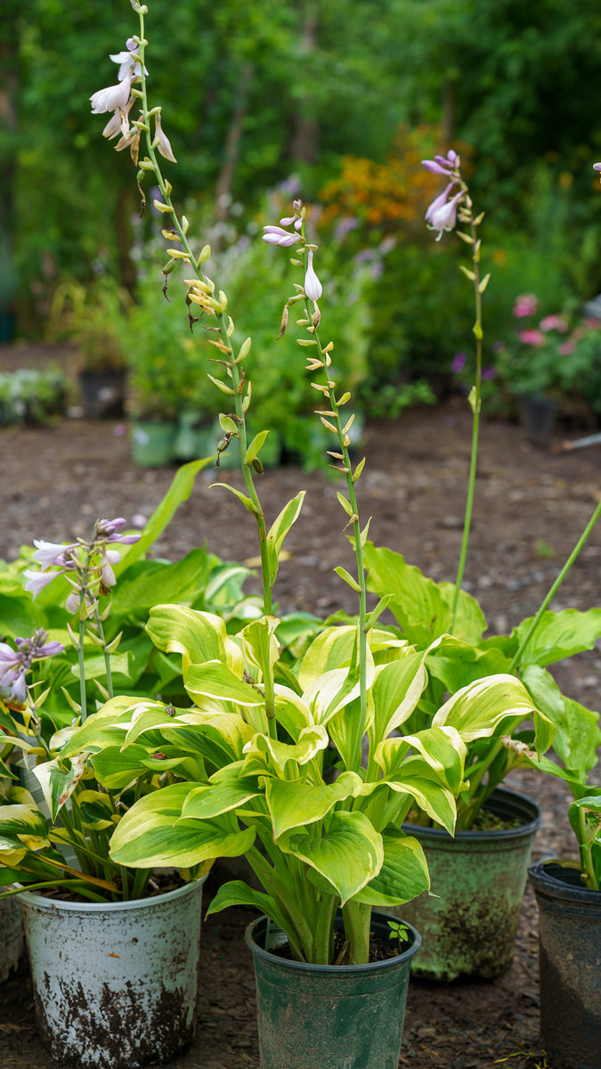 Velvet Moon Hosta – Plant Detectives