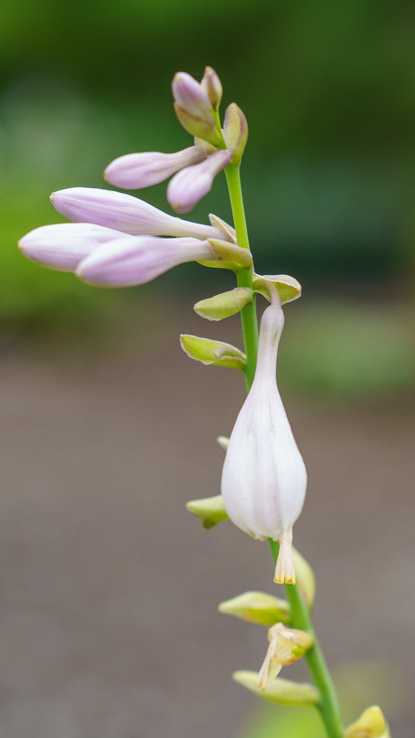 Velvet Moon Hosta