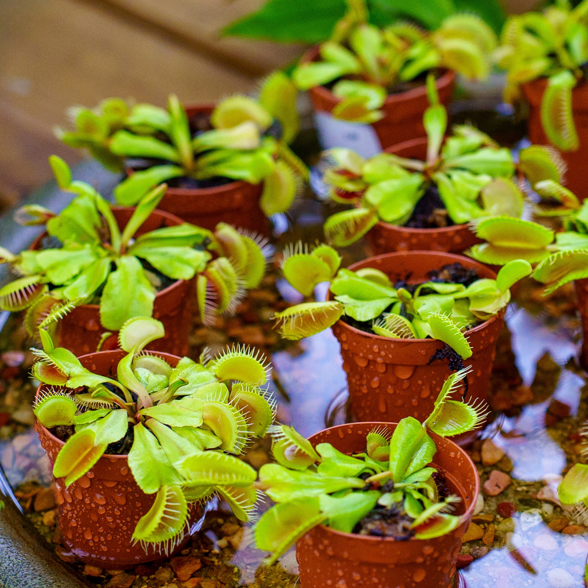 is a venus flytrap a good house plant Venus Flytrap – Plant Detectives