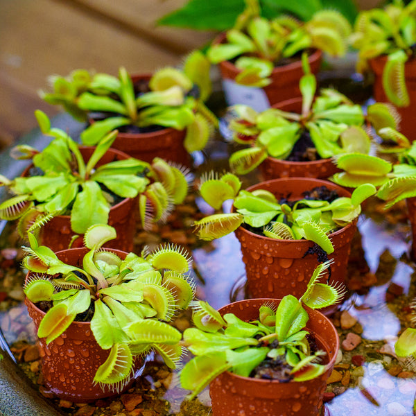 Assorted Carnivorous Plants