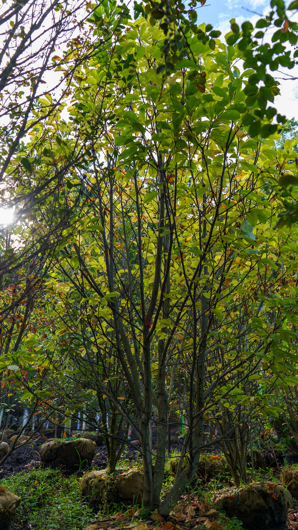 Verbanica Saucer Magnolia