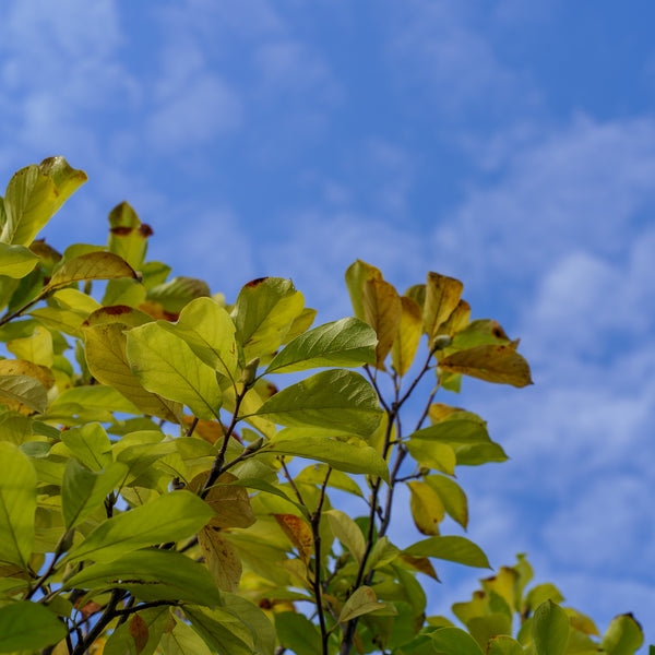Verbanica Saucer Magnolia