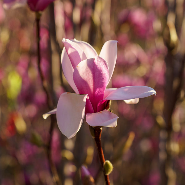Verbanica Saucer Magnolia