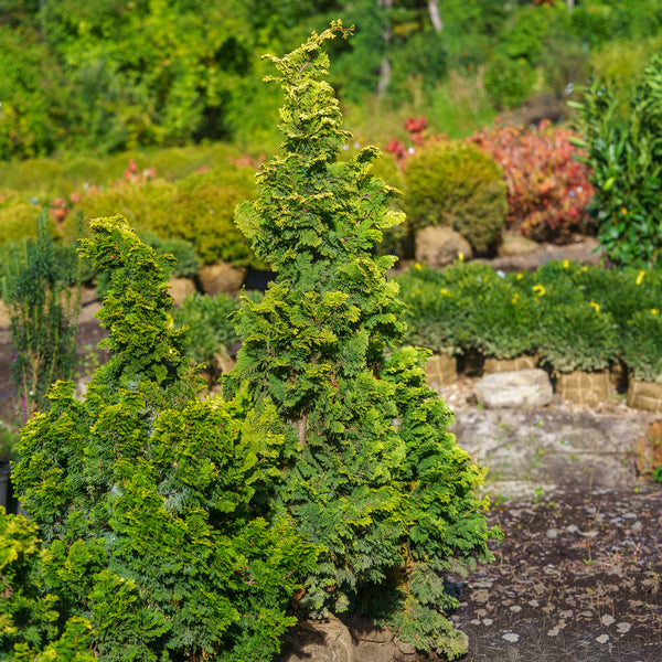Verdoni Hinoki Cypress