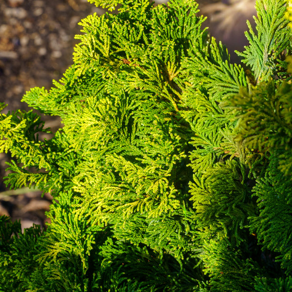 Verdoni Hinoki Cypress