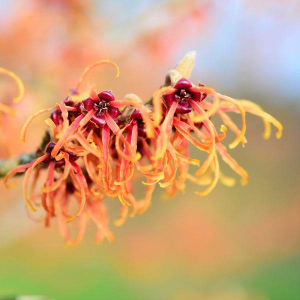 Vernal Witch Hazel