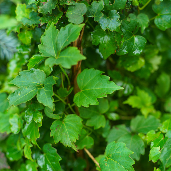 Vetchii Boston Ivy