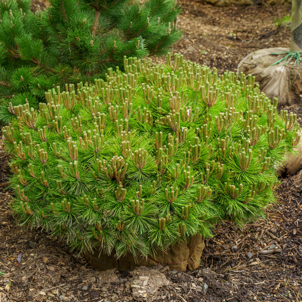 Vibrant Japanese Red Pine