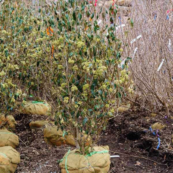 Nantucket Viburnum - Viburnum - Shrubs