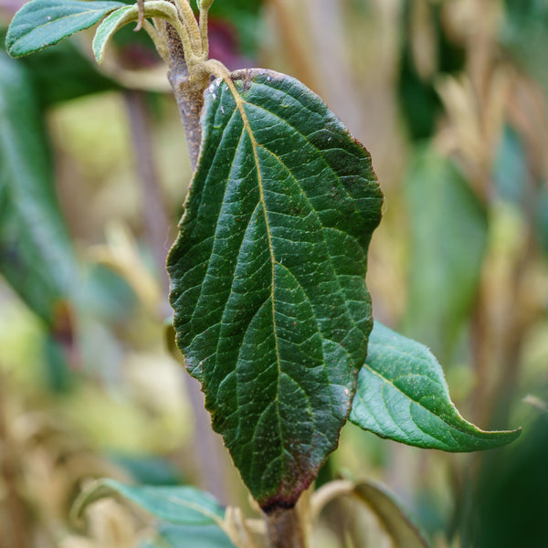 Nantucket Viburnum - Viburnum - Shrubs