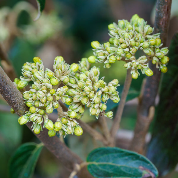 Nantucket Viburnum - Viburnum - Shrubs