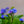 Load image into Gallery viewer, Victoria Blue Forget-Me-Not
