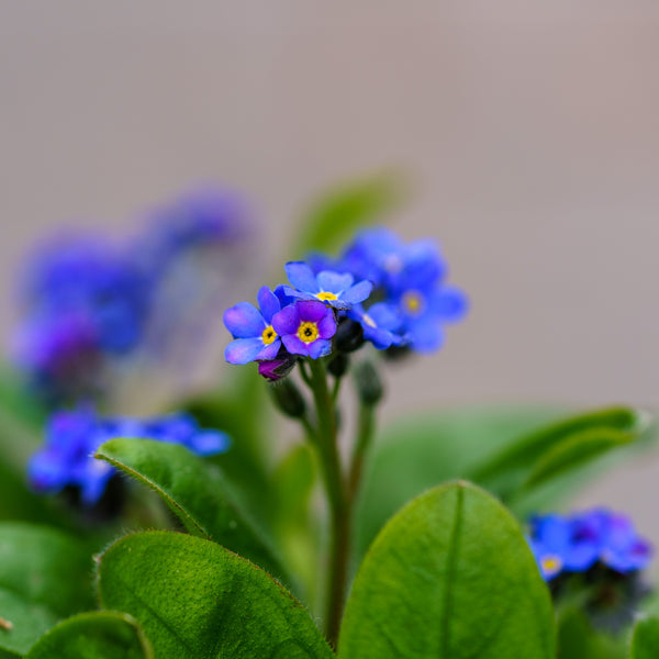 Victoria Blue Forget-Me-Not