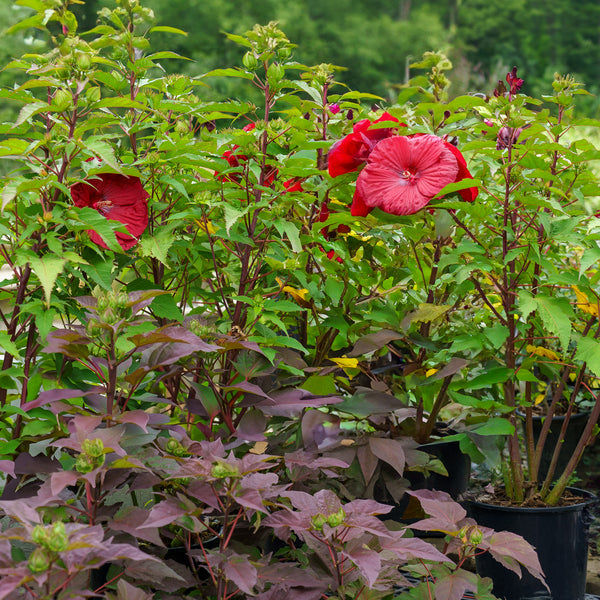 Vintage Wine Hibiscus