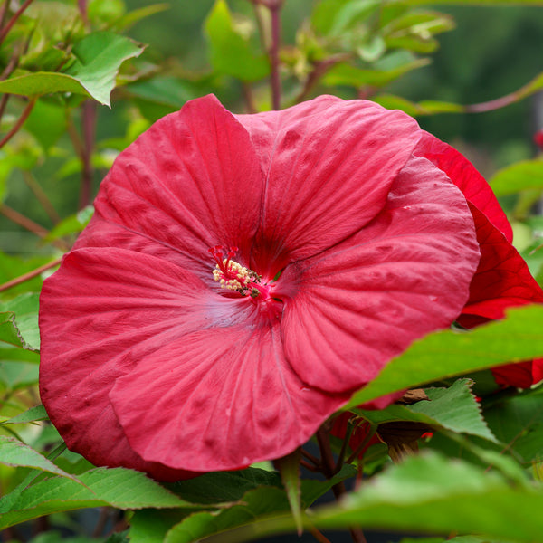 Vintage Wine Hibiscus