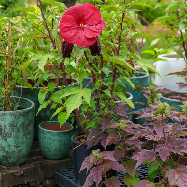 Vintage Wine Hibiscus